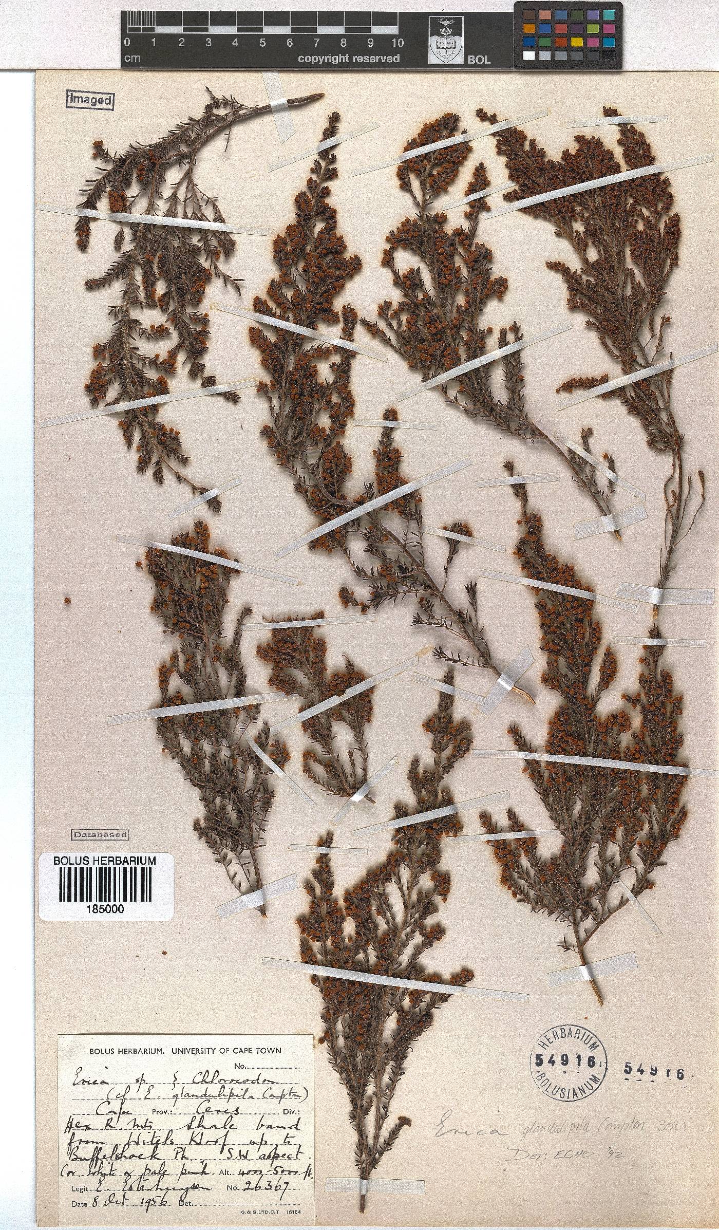 Erica glandulipila image