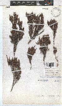 Erica altiphila image