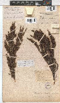 Erica altiphila image