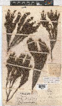 Erica altiphila image