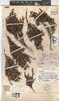 Erica altiphila image