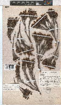 Erica altiphila image