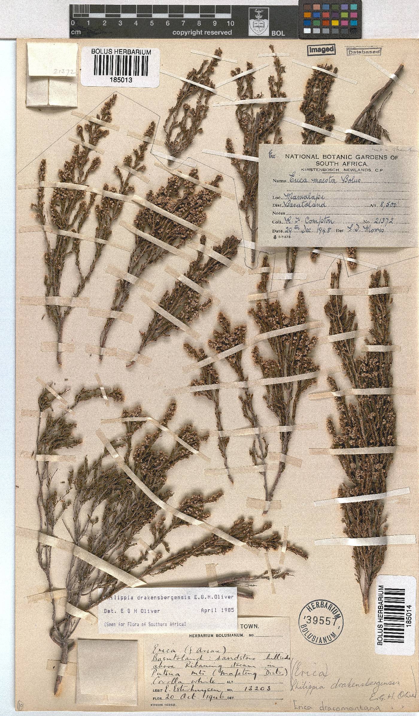 Erica dracomontana image