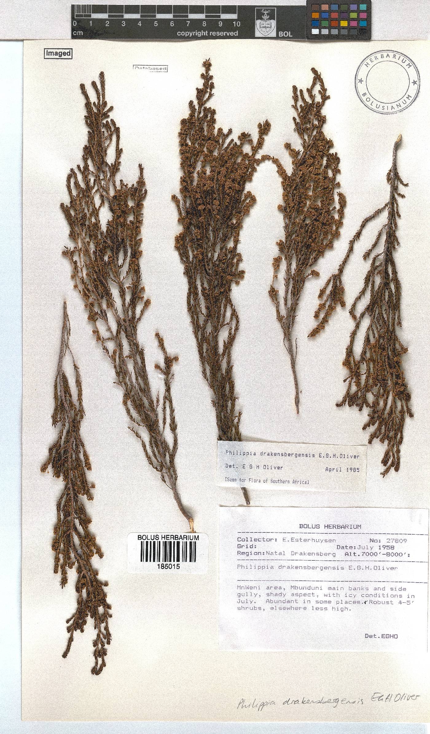 Erica dracomontana image