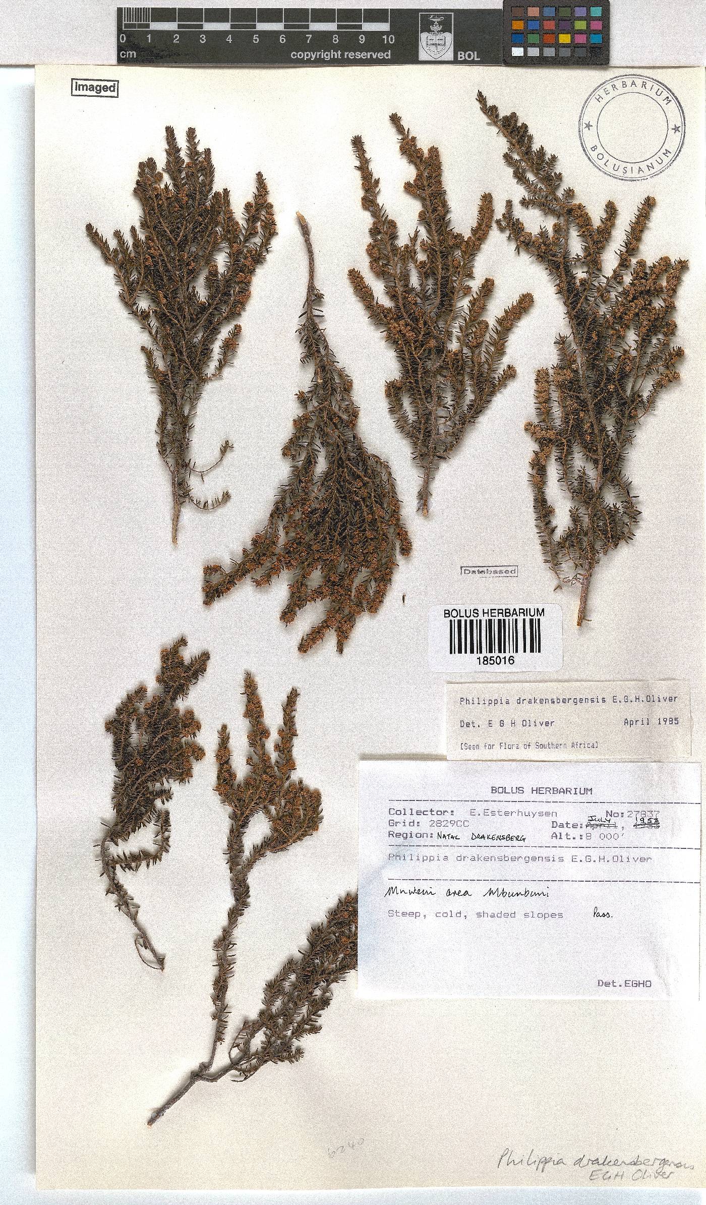 Erica dracomontana image