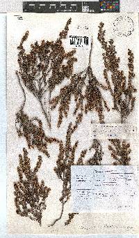 Erica dracomontana image