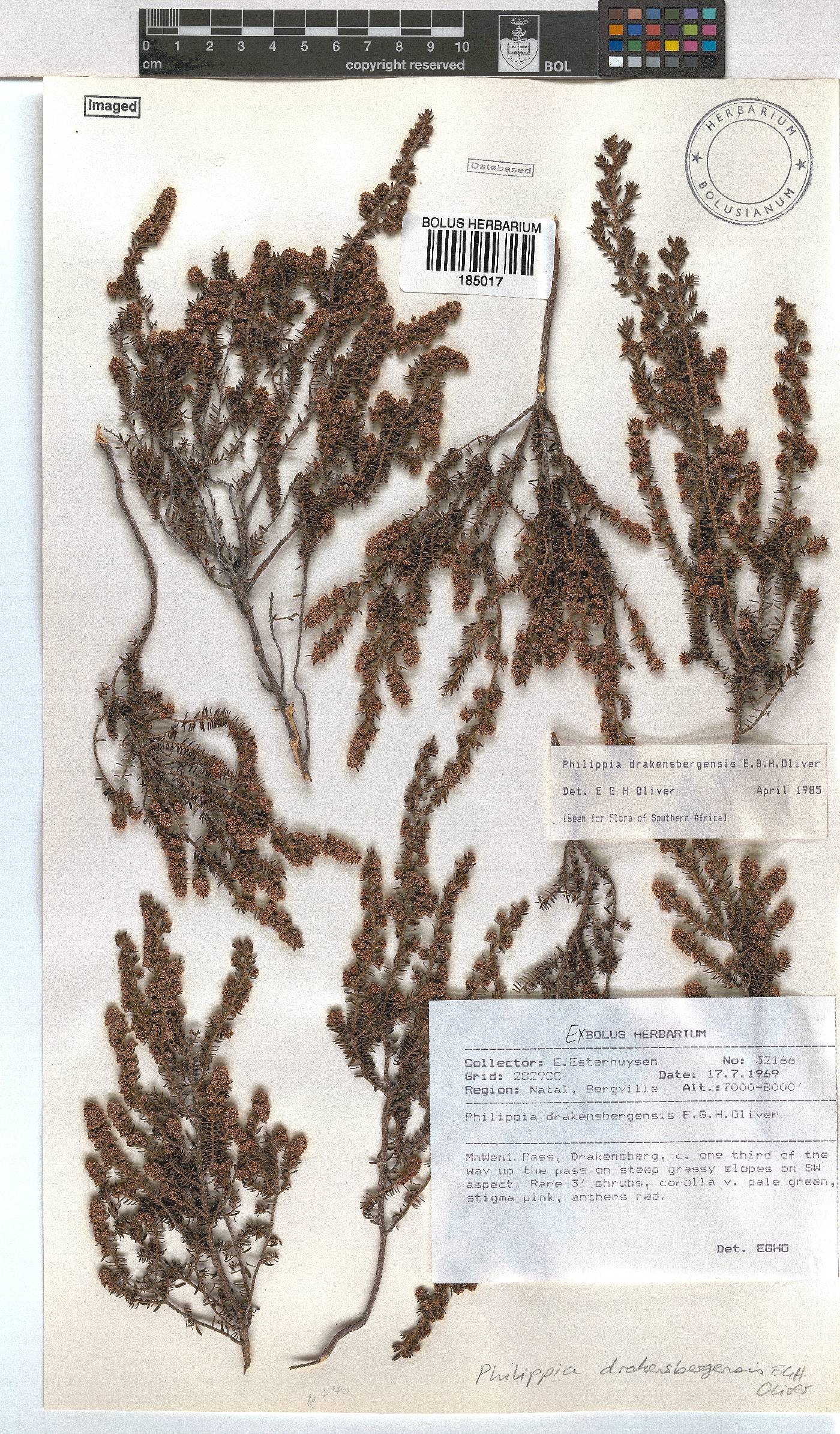 Erica dracomontana image