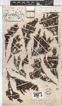 Erica dracomontana image