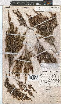 Erica dracomontana image