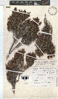 Erica esteriana image