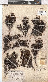 Erica esteriana image