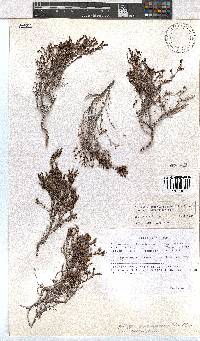 Erica esteriana image