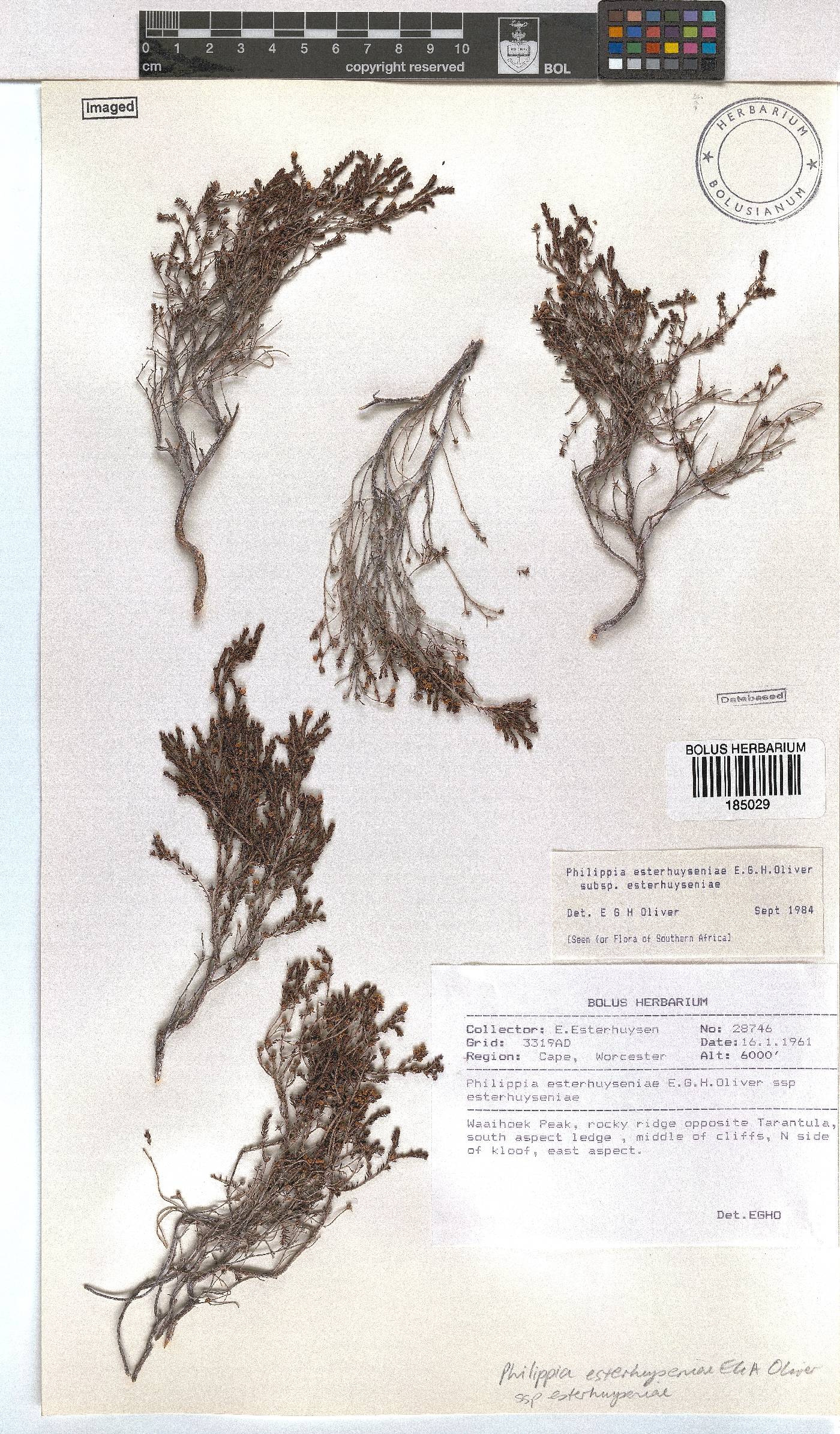 Erica esteriana image
