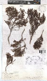 Erica esteriana image