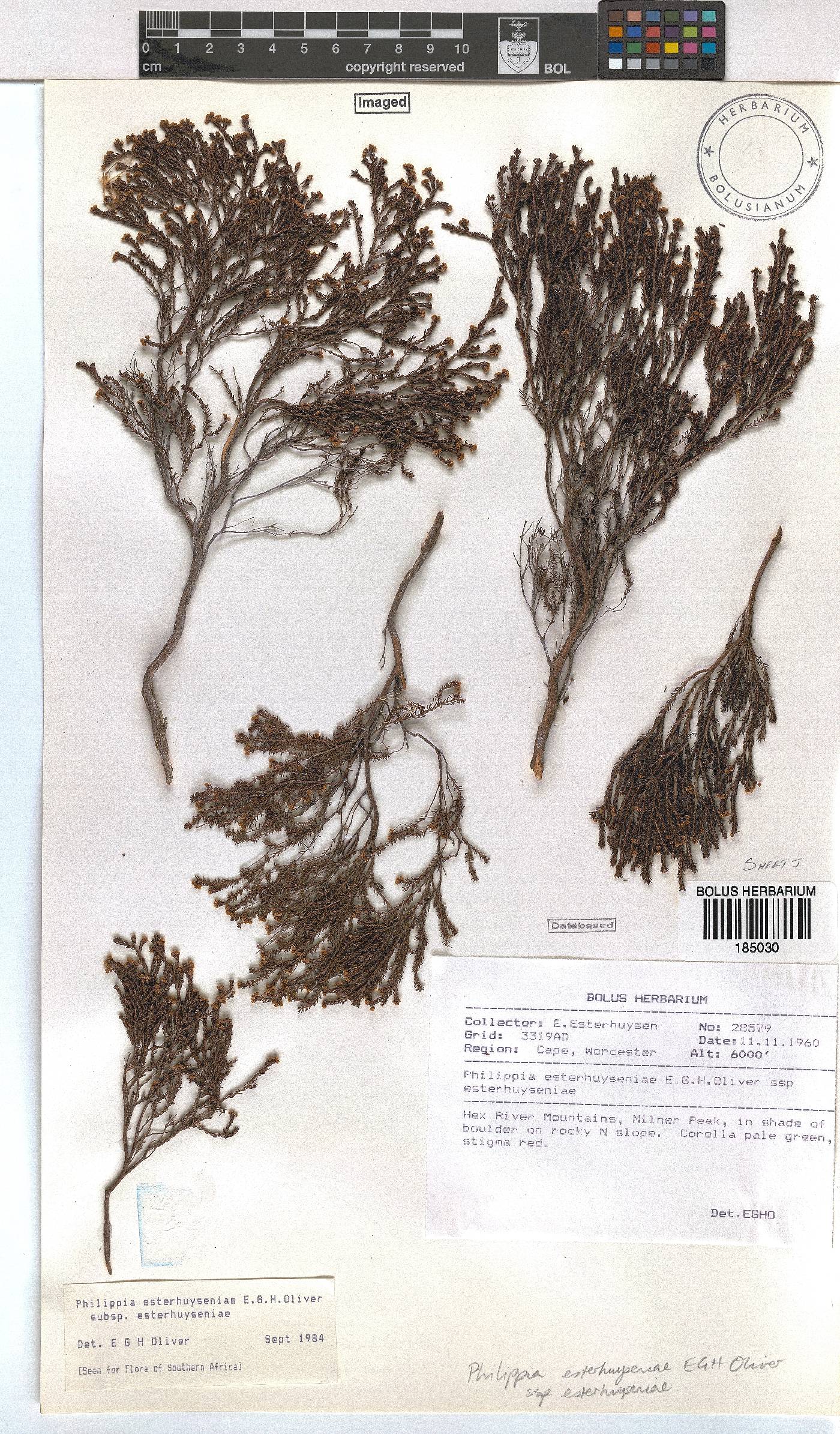 Erica esteriana subsp. esteriana image