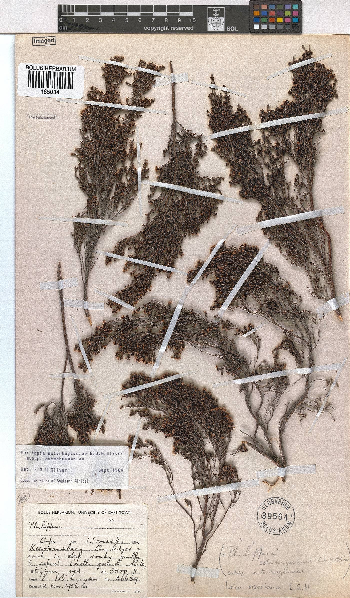 Erica esteriana subsp. esteriana image