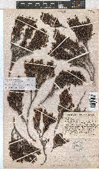 Erica esteriana image