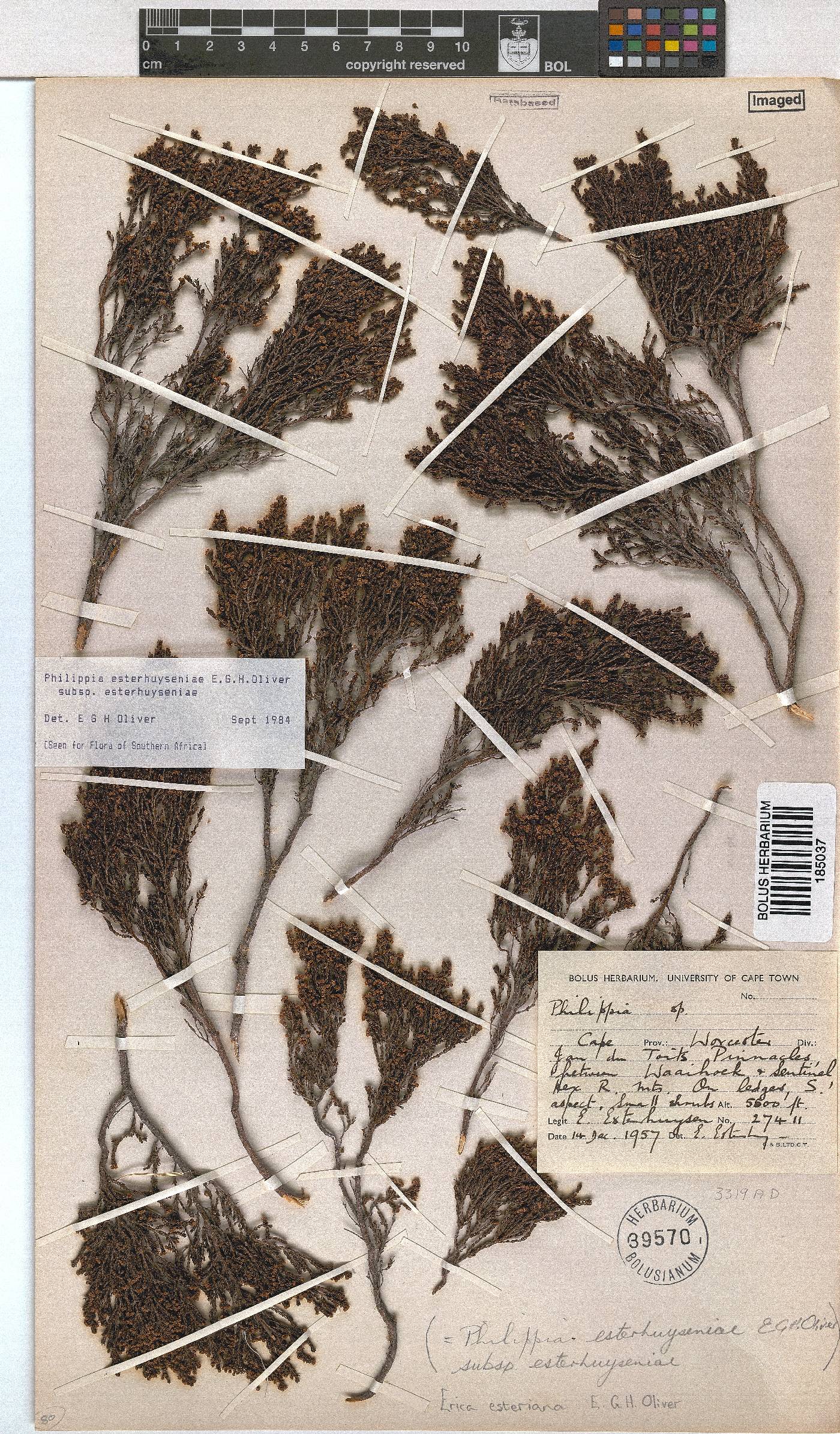 Erica esteriana subsp. esteriana image