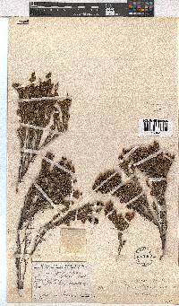 Erica esteriana subsp. swartbergensis image