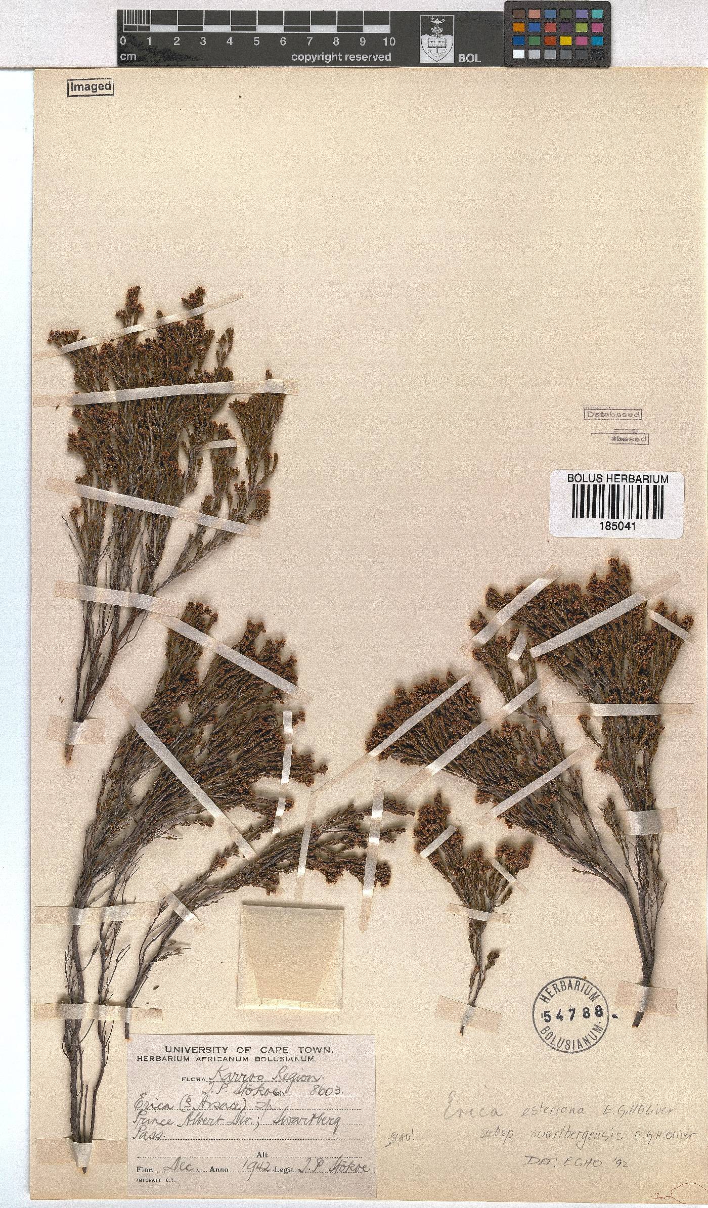 Erica esteriana image