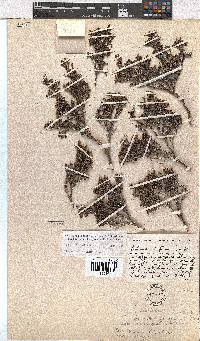 Erica esteriana subsp. swartbergensis image