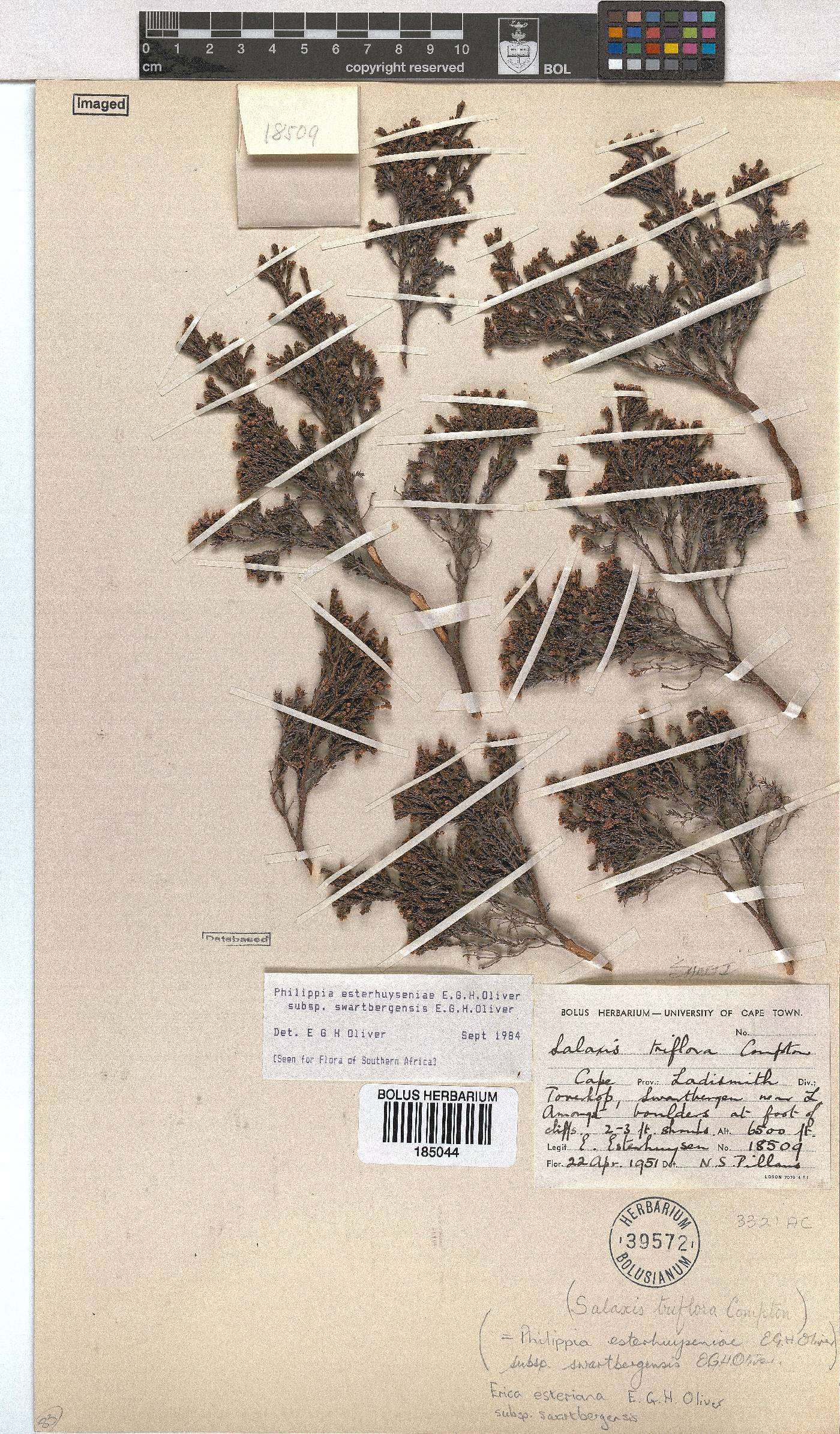 Erica esteriana image