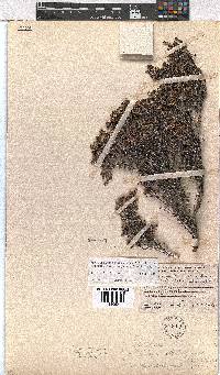 Erica esteriana subsp. swartbergensis image