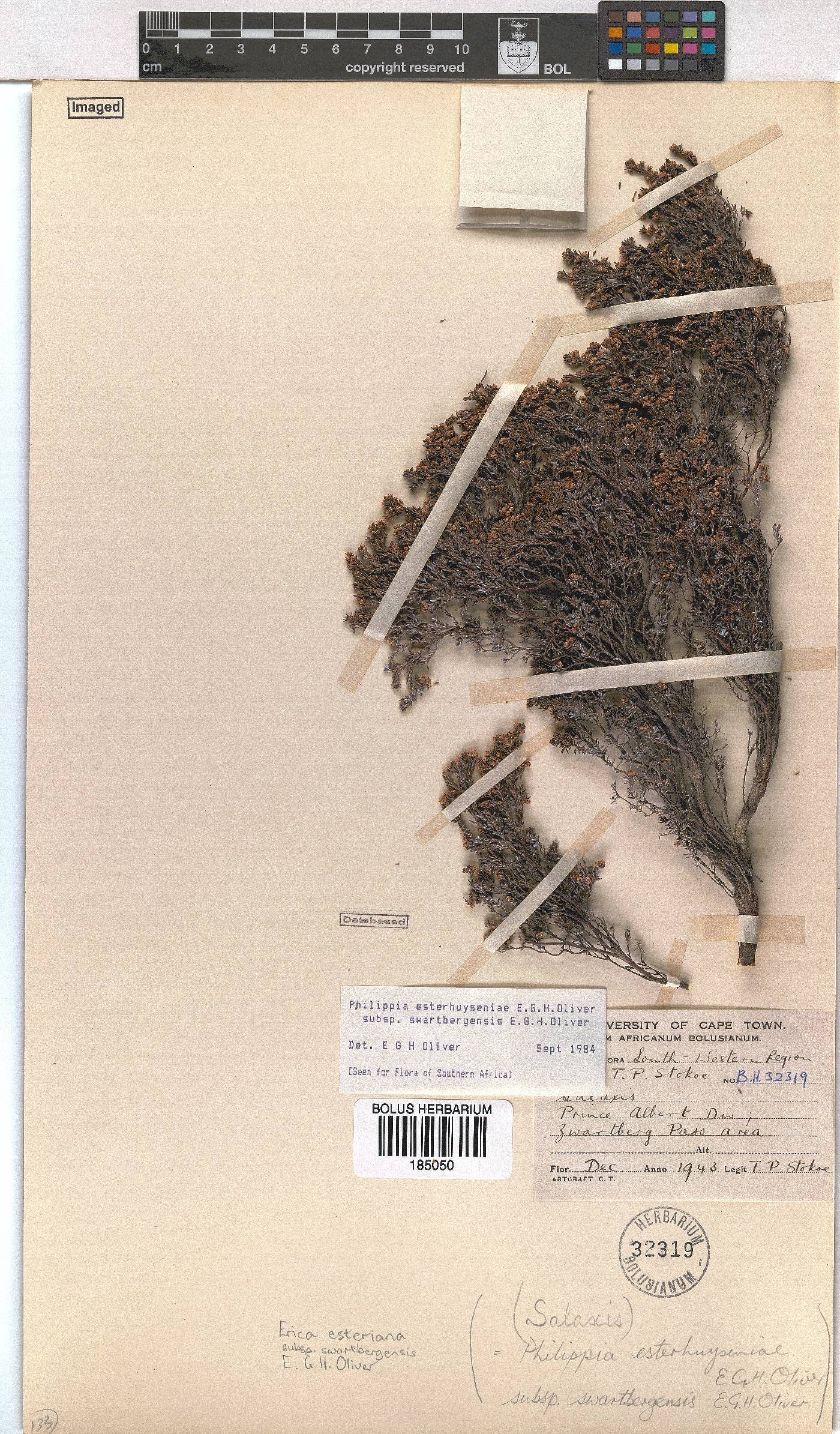 Erica esteriana subsp. swartbergensis image