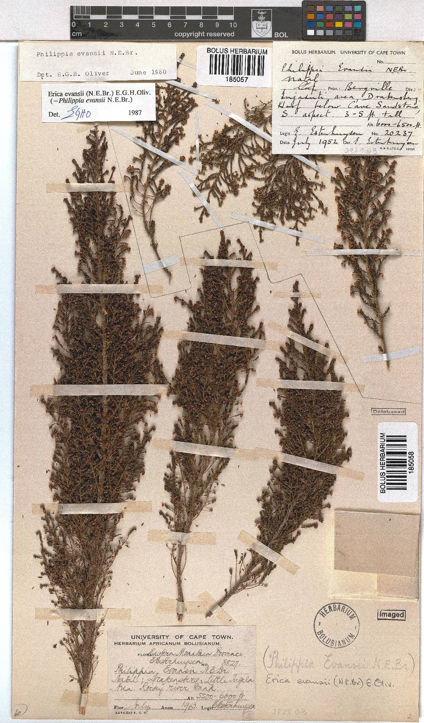 Erica evansii image