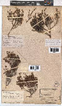 Erica exleeana image