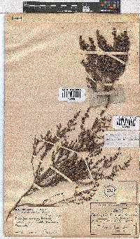 Erica exleeana image