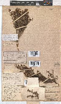 Erica exleeana image