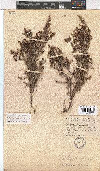 Erica exleeana image