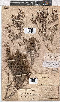 Erica exleeana image