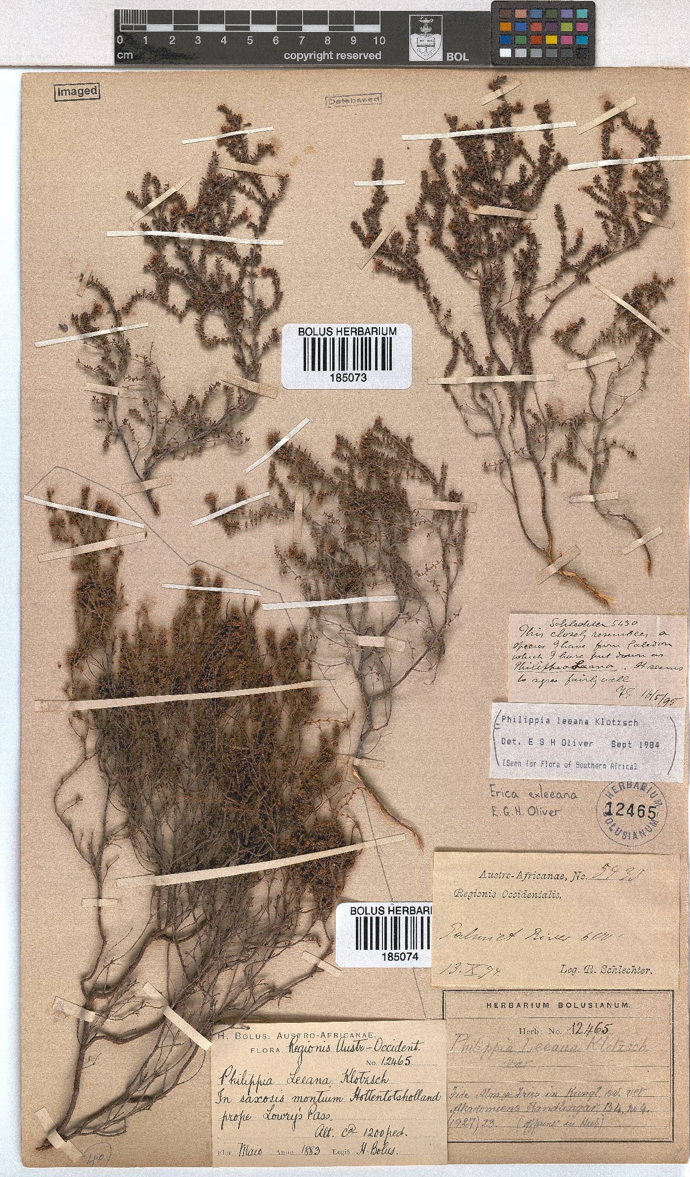 Erica exleeana image