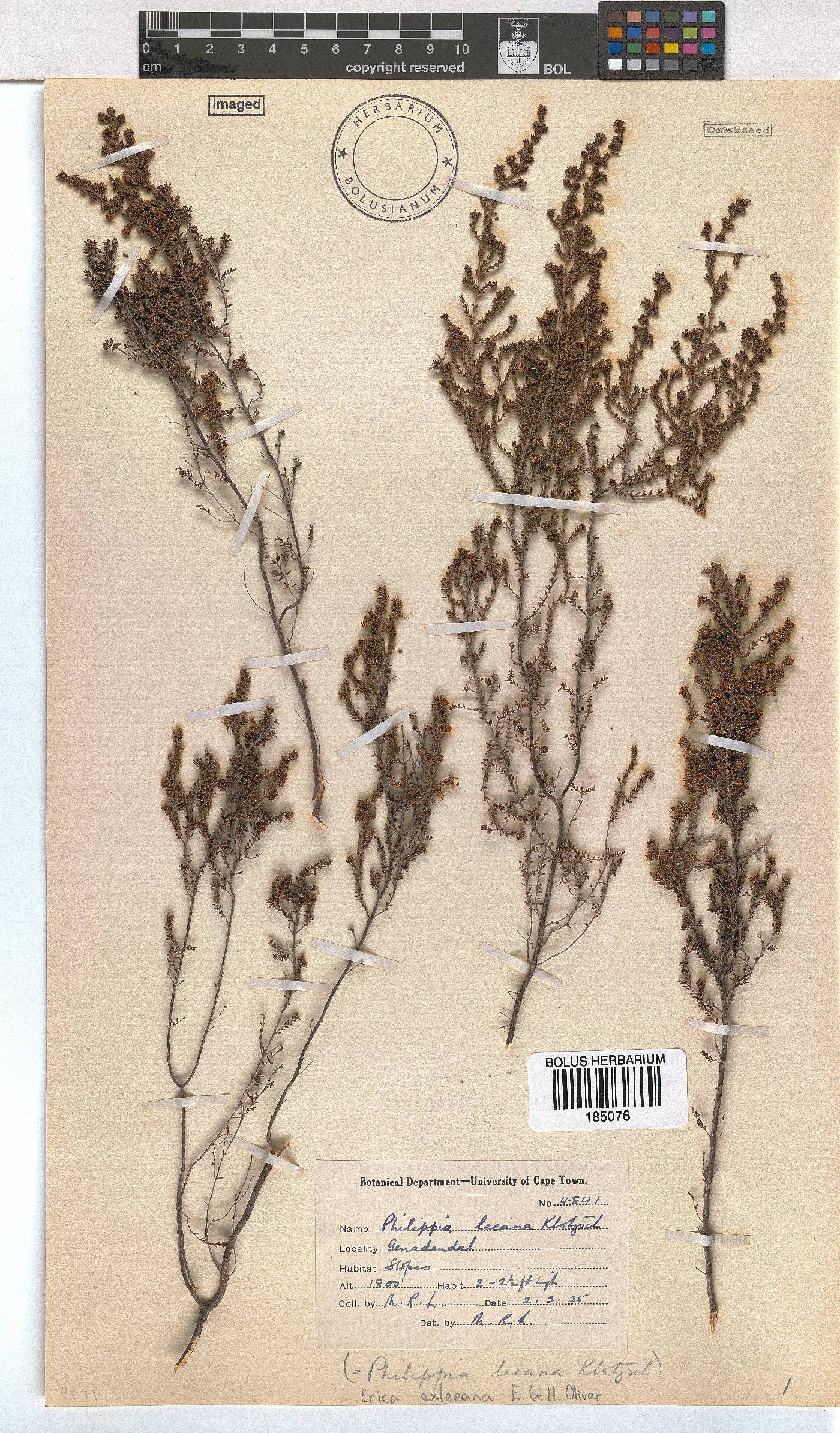 Erica exleeana image