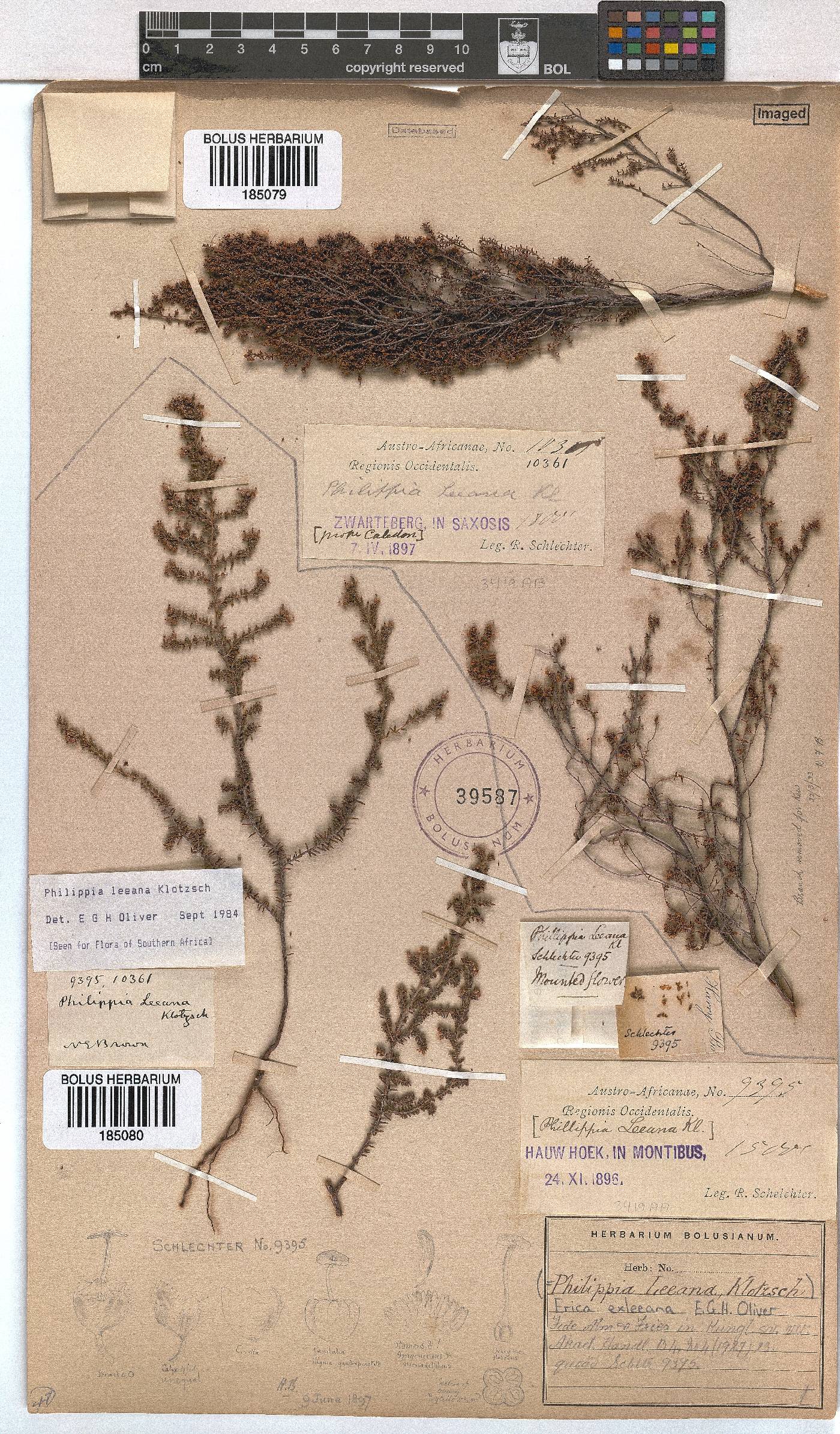 Erica exleeana image