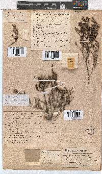 Erica exleeana image