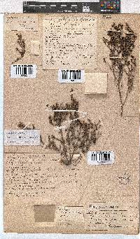 Erica exleeana image