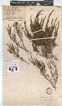 Erica exleeana image