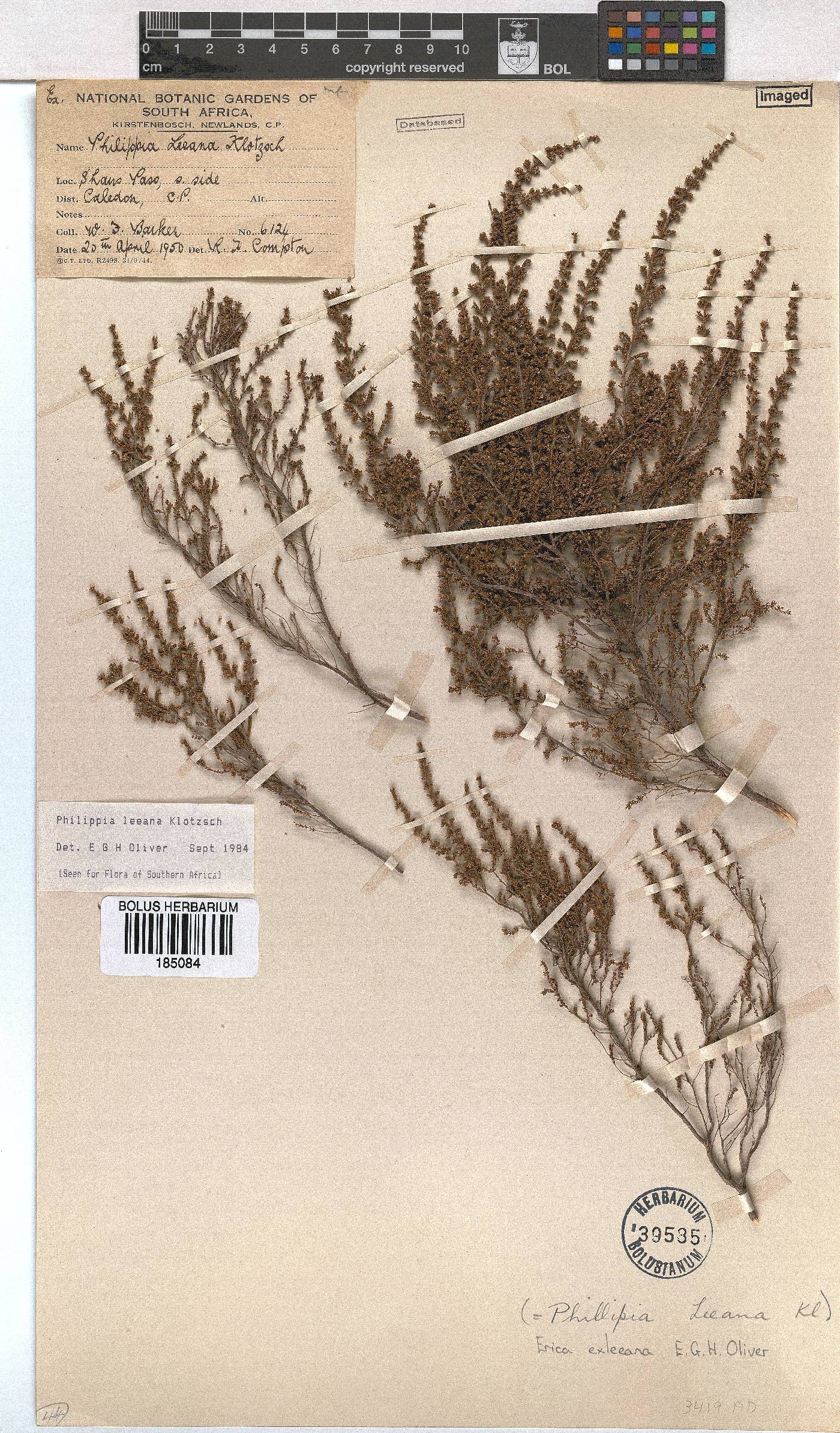 Erica exleeana image