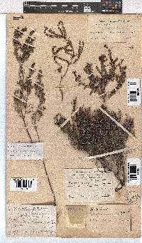 Erica exleeana image