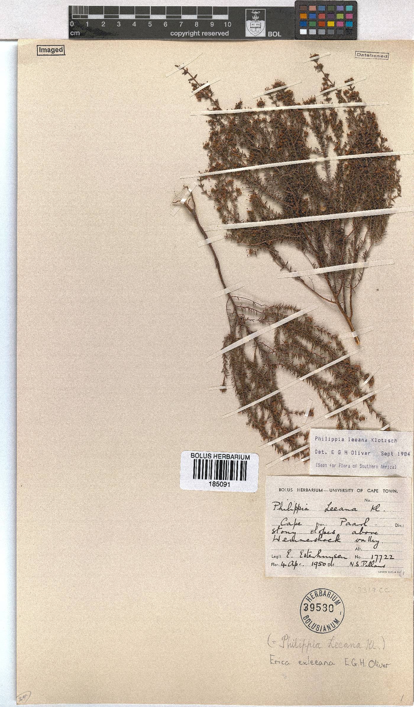 Erica exleeana image