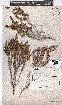 Image of Erica lasciva