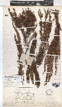 Erica notholeeana image