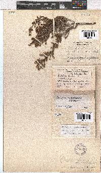 Erica notholeeana image