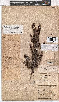 Erica notholeeana image