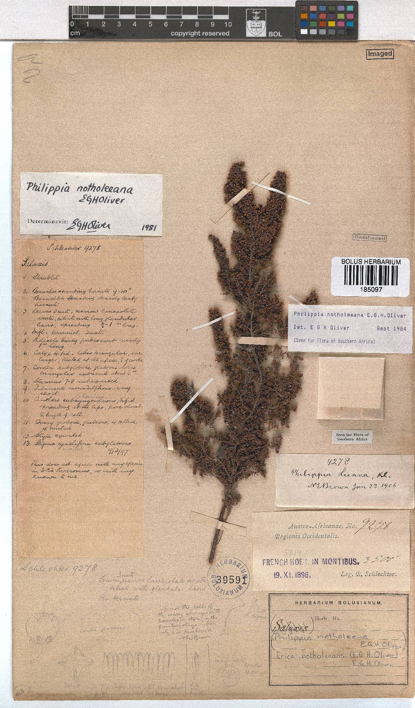 Erica notholeeana image