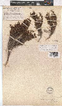 Erica notholeeana image