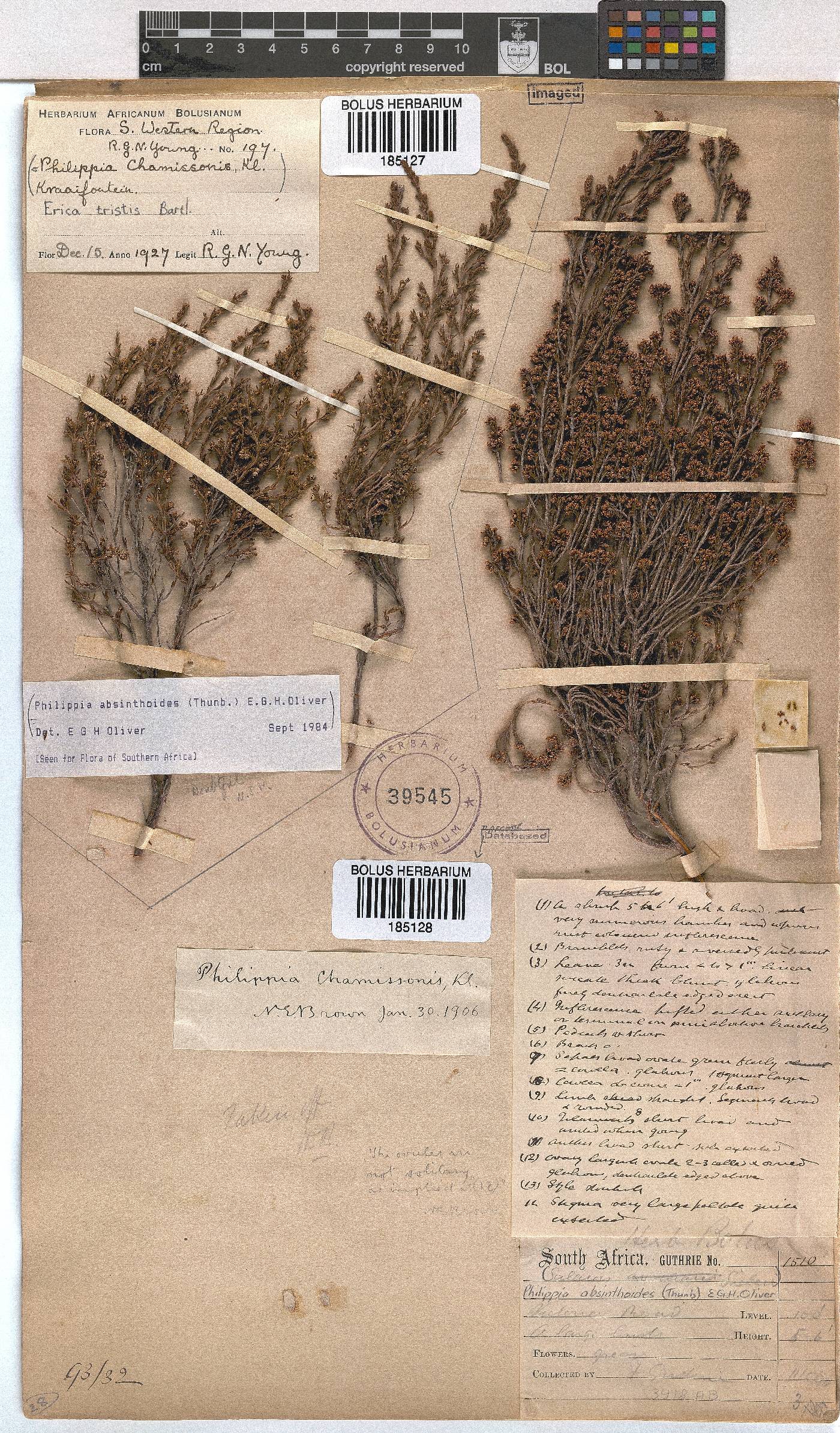 Erica tristis image